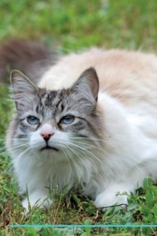 ragdoll cat affirmations workbook ragdoll cat presents-9781526974037