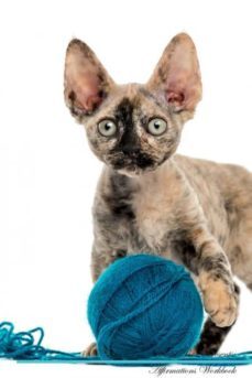 devon rex affirmations workbook devon rex presents-9781526969057