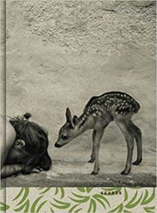 summer of the fawn-alain laboile-9783868288957