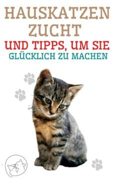 hauskatzenzucht und tipps, um sie glucklich zu machen (ebook)-9791222410357