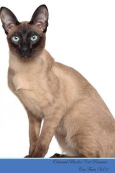 oriental bicolor cat presents-9781526964397