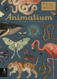 animalium-jenny broom-9781787411647 animalium-jenny broom-9781787411647